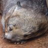 Фото профиля Writing Wombat