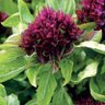 Фото профиля فارس البحر 🇾🇪🇾🇪