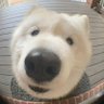 Hi-ge's profile picture
