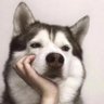Bojin Wang's profile picture