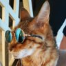 FloridaSpur's profile picture