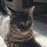 黎西柯 profil fotoğrafı
