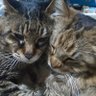tsugumi profil fotoğrafı