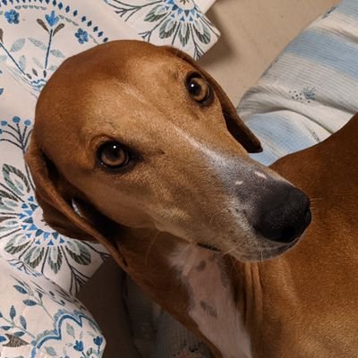 アザワクのぽっくん's profile picture