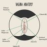 PussyNBoobs profil fotoğrafı