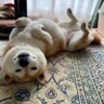 柴犬's profile picture