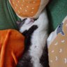 Фото профиля たまちゃんとしろくろちゃん