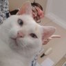 𝓟𝓮𝓭𝓻𝓲𝓷𝓱𝓸𝓥𝓲𝓿𝓲 '𝓼's profile picture