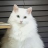 Profilbild von ゆうこです
