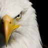 Фото профиля Sarp🦅