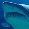Sharks on the Potomac 的头像