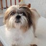 Rosaria #renziana#italiaviva profil fotoğrafı