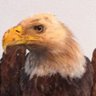 Eagle Investments's profile picture
