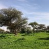 مشاري 的头像