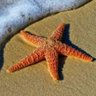 Фото профиля Literature | Starfish