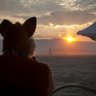 Scout Fox / Wonder Wah's profile picture