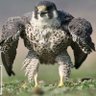 Falcon44's profile picture