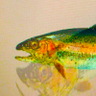 trout Fish 的头像