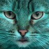 GreenCat's profile picture