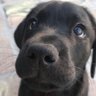 kuro profil fotoğrafı