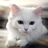 Фото профиля Инопланетянин