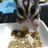 マル 的头像