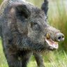 Фото профиля Boar man