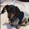 Woof Dawg profil fotoğrafı