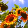 VeganBigBro KPSS Ⓥ 🌻🌱🎗's profile picture
