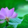 Фото профиля lichun
