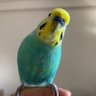 さむらいはーと profil fotoğrafı