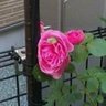 Rose frog princess's profile picture