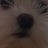 Vrabac's profile picture