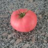 Profilbild von pembedomates🍅