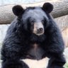 貴方のリプ欄によく出没する熊🐻(151体目)🌈🕒🎁❤️'s profile picture