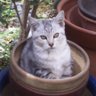 Profilbild von 鉢入り反抗期