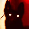 Kato 🐺🏳️🌈 profil fotoğrafı