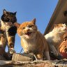 三小恶猫's profile picture