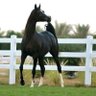 الطرقي's profile picture