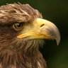 Фото профиля EagleDearDQ