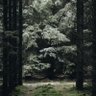 Фото профиля AVHWhistler