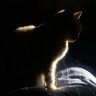Profilbild von 薛猫