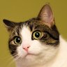 京ちゃん(黒猫) profil fotoğrafı