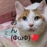 のぶこと(ΦωΦ) 的头像