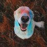 ElUchuvo's profile picture