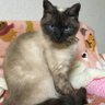ニーナ's profile picture