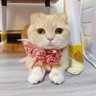林小羊 profil fotoğrafı