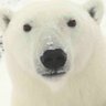 Profilbild von Winter Snoot