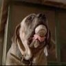neveracornflakegirl - stay human, Ponyboy's profile picture