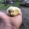 cafer kürşad 🪶 profil fotoğrafı